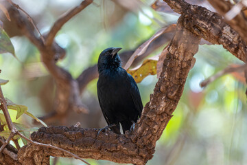  Pássaro preto (Gnorimopsar chopi) pousado em um galho no seu habitat natural