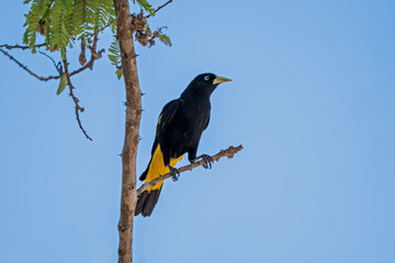 Xexéu (Cacicus cela) pousado em um galho sob um lindo céu azul