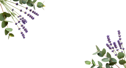 Elegant botanical frame of fresh purple lavender flowers and green eucalyptus leaves arranged on a clean white background with copy space