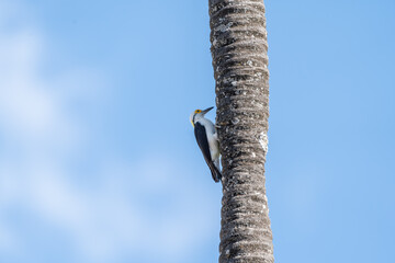 Pica pau branco (Melanerpes candidus) subindo em um coqueiro sob um lindo céu azul