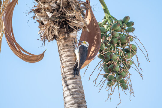 Pica pau branco (Melanerpes candidus) subindo em um coqueiro