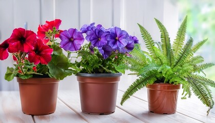 Obraz premium Three Potted Plants Purple Petunias Red Geraniums And A Green Fern Close Together