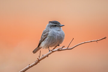 Peitica de chapéu preto (Griseotyrannus aurantioatrocristatus) isolado em close up sob um lindo fundo desfocado