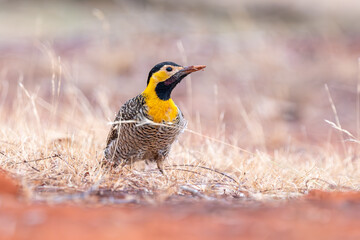 Pica pau do campo (Colaptes campestris) no chão em close-up olhando para a direita