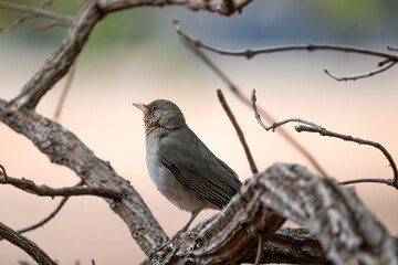Sábia poca (Turdus amaurochalinus) pousado em uma árvore