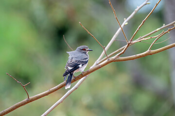 Primavera macho (Nengetus cinereus) pousado num galho sob um lindo fundo verde desfocado