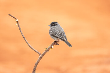 Peitica de chapéu preto (Griseotyrannus aurantioatrocristatus) empoleirado sob um lindo fundo laranja desfocado