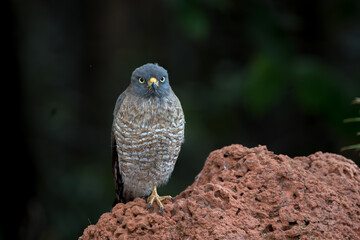Gavião carijó (Rupornis magnirostris) pousado somente sob um pé