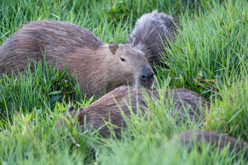 Capivara (Hydrochoerus hydrochaeris) adultos se alimentando de capim