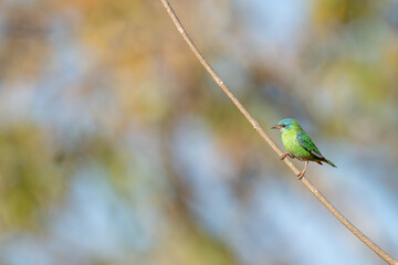 Saí azul fêmea (Dacnis cayana) pousado em um galho