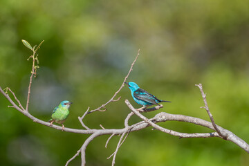 Casal de Saí azul (Dacnis cayana) pousados em um galho sob um lindo fundo verde desfocado