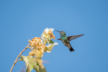 Beija flor de garganta verde (Chionomesa fimbriata) voando sob um lindo céu azul e se alimentando de néctar