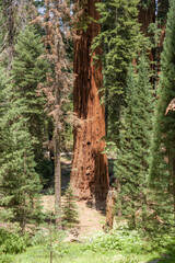 tall and big sequoias in beautiful sequoia national park