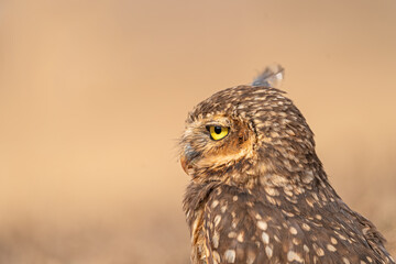 Coruja buraqueira (Athene cunicularia) linda coruja em close-up sob um fundo desfocado, linda pena na cebeça