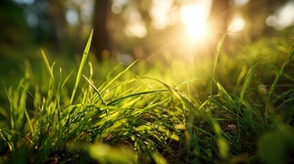 Naklejka premium Sunlight breaks through the trees casting a warm glow on the lush green grass beneath. The peaceful atmosphere of the forest creates a serene moment in late afternoon.