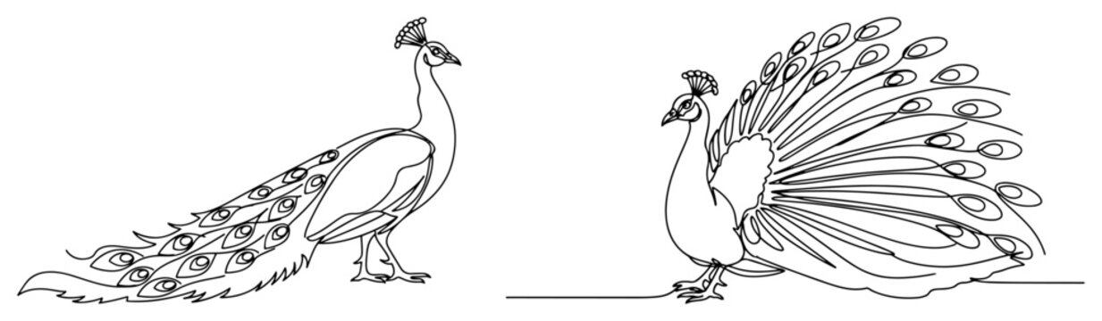 Set of two peacocks one with fanned tail feathers. Beautiful bird the national symbol of India in a continuous one line drawing style. Vector illustration.