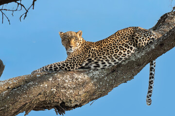 Leopard sitting on a tree  branch looking for prey under a blue sky