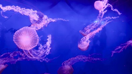 A group of jellyfish in a deep blue aquarium environment with a pink-purple glow — a concept of marine biology, bioluminescence, the aesthetics of ocean life, and art visualization for scientific 
