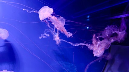 A group of jellyfish in a deep blue aquarium environment with a pink-purple glow — a concept of marine biology, bioluminescence, the aesthetics of ocean life, and art visualization for scientific 