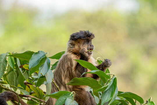 Macaco prego (Sapajus apella) se alimentado