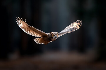 Obraz premium nature photography, detailed owl in forest, intense lighting, cinematic