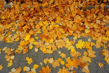 Yellow autumn maple leaves scattered on the ground. Yellow background.