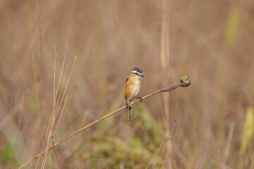 Papa moscas do campo (Culicivora caudacuta) ave ameaçada em estado vulnerável, em seu habitat natural