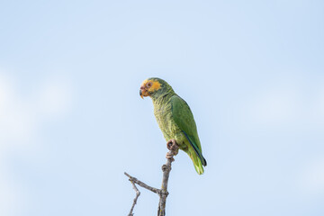 Papagaio galego (Alipiopsitta xanthops) pousado em um galho sob um lindo céu azul olhando para a esquerda
