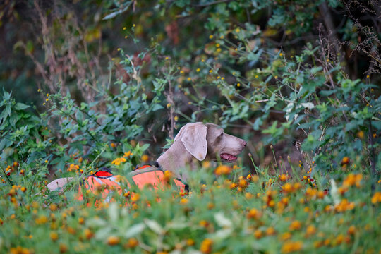 huntng weimaraner at work