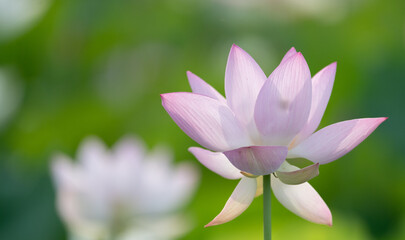 Fototapeta premium 美しい蓮の花