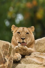 Lion (Panthera leo) — portrait of a male grooming its paws, a captive animal. Zoo Zlin Lesna in Czech republic.