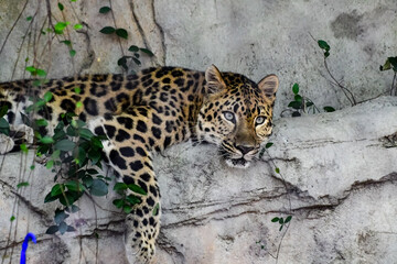 Hot Summer Day in a Southern USA Zoo