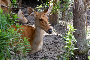 Hot Summer Day in a Southern USA Zoo