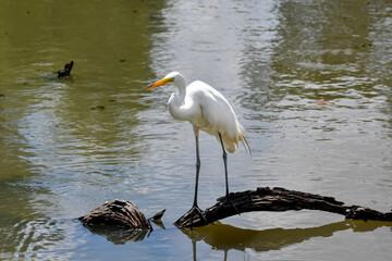 Hot Summer Day in a Southern USA Zoo