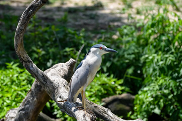 Hot Summer Day in a Southern USA Zoo