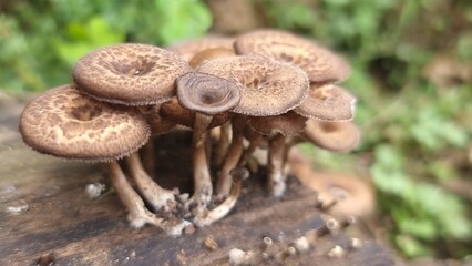 Mushrooms cluster Wild fungus growth Nature.
