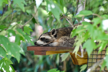 Hot Summer Day in a Southern USA Zoo