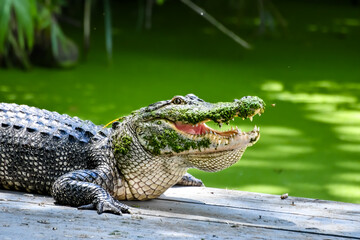 Hot Summer Day in a Southern USA Zoo