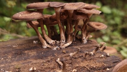 Mushrooms On Log with Forest Fungi, Wild, and Nature.