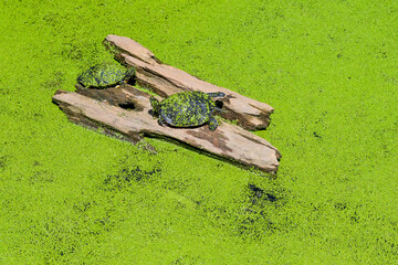 Hot Summer Day in a Southern USA Zoo