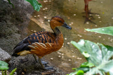 Hot Summer Day in a Southern USA Zoo