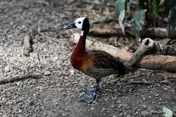 Hot Summer Day in a Southern USA Zoo