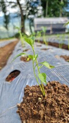 Seedling on Farm Agriculture.