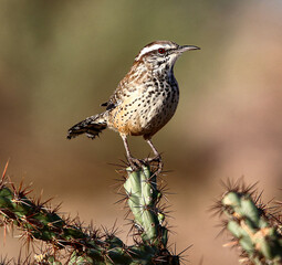 Cactus Wren