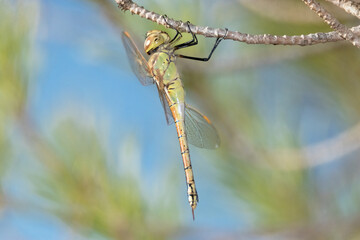 La invasora Libelula gigante africana 