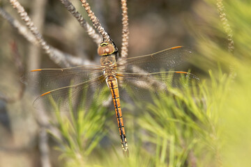 Una pereciosa y depredadora Libelula gigante africana 