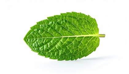 Obraz premium Fresh Mint Leaf Isolated on White Background for Culinary or Product Photography
