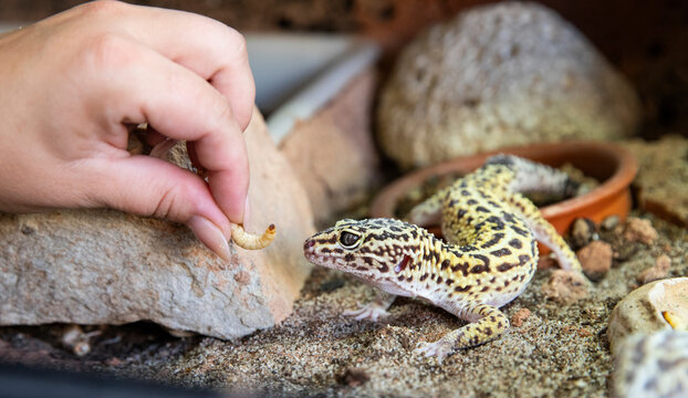 Feeding a reptile, hand bacon eats worms from human hands
