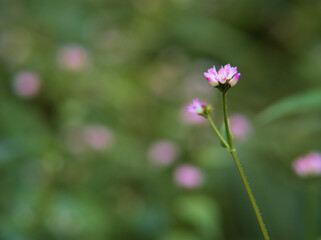 Obraz premium 10月に咲いたピンク色のミゾソバ（溝蕎麦）の花