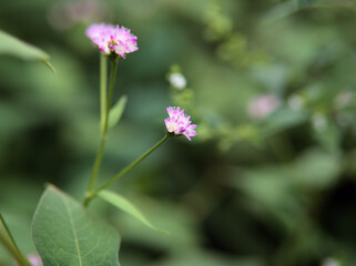 10月に咲いたピンク色のミゾソバ（溝蕎麦）の花